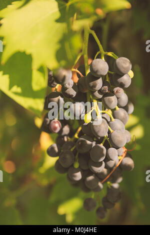 Schwarze Trauben auf Wein in sonniger Lage Stockfoto