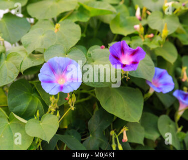 Morning glory Lila und Blau Blumen in voller Blüte, Ipomoea purpurea, Convolvulaceae family Stockfoto