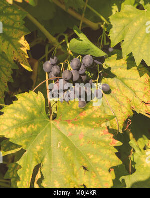 Schwarze Trauben auf Wein in sonniger Lage Stockfoto