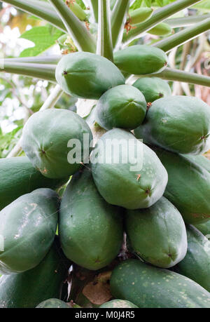 Cluster der grünen Papayas wachsen am Baum (Carica papaya) Stockfoto