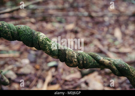 Dichten Baum Wurzel in den tropischen Regenwald. Stockfoto
