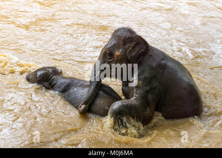 Asien, Thailand, Mae Rim, Maetaman Elephant Camp, zwei Elefanten spielen in den Fluss Stockfoto