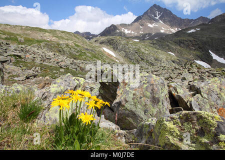 Italien, Nationalpark Stilfser Joch. In der Nähe von Gavia Pass in der Ortlergruppe. Alpine Landschaft. Im Hintergrund: Corno dei Tre Signori Peak, 3360 m hoch. Stockfoto