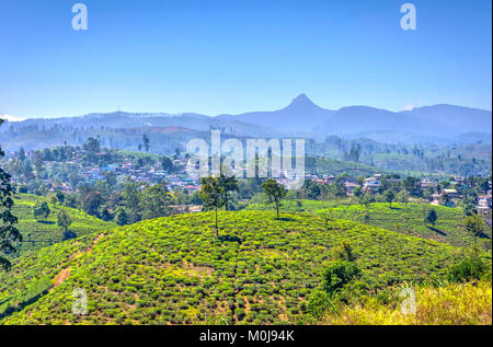 Teeplantagen und Adams Peak Berg hinter, Sri Lanka Stockfoto