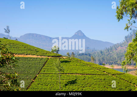 Teeplantagen und Adams Peak Berg hinter, Sri Lanka Stockfoto