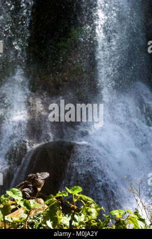 Iguana im Wald neben einem Wasserfall. Kubanische rock Iguana (Cyclura nubila), ebenso wie die kubanischen Boden iguana bekannt. Stockfoto