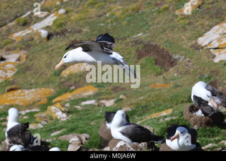 Schwarz der tiefsten Albatrosse Stockfoto