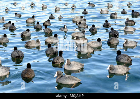 Gruppe der Blässhühner auf dem Lago d'Averno Stockfoto