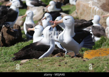 Schwarz der tiefsten Albatrosse Stockfoto