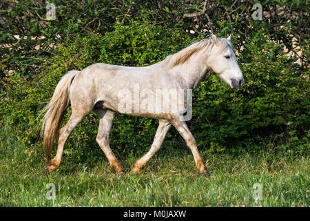 Weiße Camargue Pferd auf den natürlichen Hintergrund. Camargue. Frankreich Stockfoto