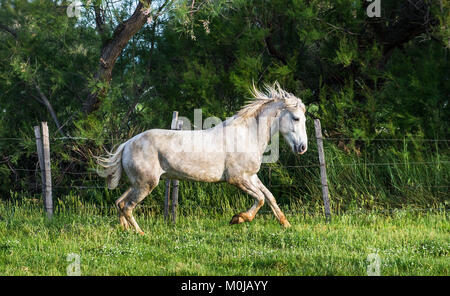 Weiße Camargue Pferd auf den natürlichen Hintergrund. Camargue. Frankreich Stockfoto