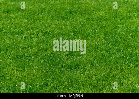 Grasgrün Textur aus einem Feld Stockfoto