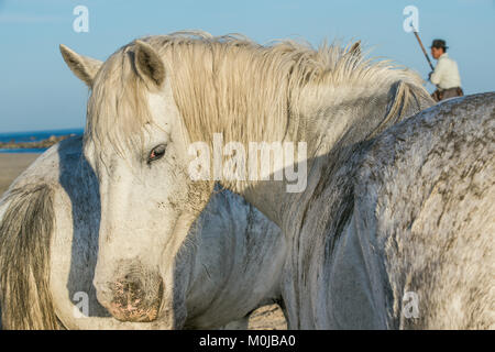 Porträt des Weißen Camargue-pferde. Provence, Frankreich Stockfoto