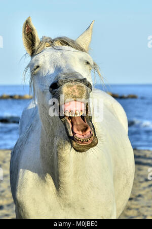 Lustige Porträt einer Laughing Horse. Camargue Pferd gähnen, wie er lachend. Stockfoto