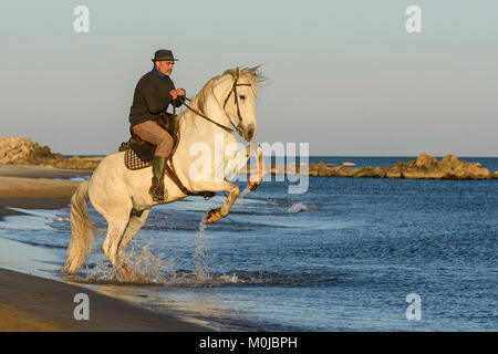 Ein Mann reitet auf einem weißen Pferd (Equus ferus Caballus) am Ufer des Mittelmeers, der Camargue, Frankreich Stockfoto