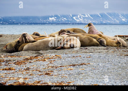 Die Gruppe der Walrosse (Odobenus rosmarus) zog im Sommer 2017 aus, um sich auf dem trockenen Land an der arktischen Küste auszuruhen. Spitzbergen Insel Spitzbergen Norwegen Stockfoto