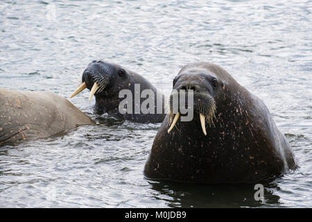 Ausgewachsene Walruses (Odobenus rosmarus) schwimmen im Sommer 2017 auf dem Meer an der Küste. Torelineset Spitzbergen Insel Svalbard Archipel Norwegen Stockfoto