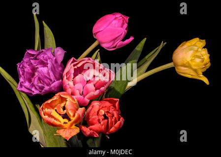 Fine Art Floral still life bunte Blume Makro einer blühenden tulip Bouquet von sechs auf schwarzem Hintergrund, rot, rosa, orange, violett, gelbe Blüten Stockfoto