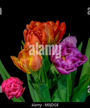 Fine Art Floral still life bunte Blume Makro einer blühenden tulip Bouquet von fünf auf schwarzem Hintergrund, rot, rosa, orange, violett, gelbe Blüten Stockfoto