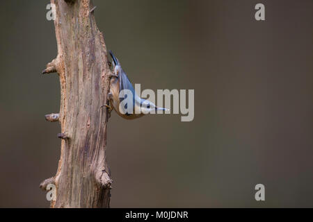 Kleiber auf toten Baum gegen einfachen Hintergrund posiert Stockfoto