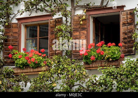 Zwei Holzfenster mit Petunia und einen Birnbaum an der Fassade Stockfoto