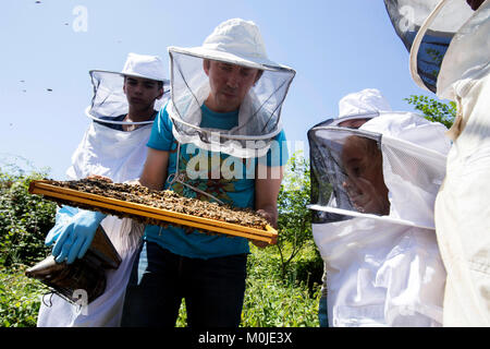 Bienenzucht: imker Öffnung in einem Bienenstock zu zeigen die Brut Kämme für Kinder Stockfoto