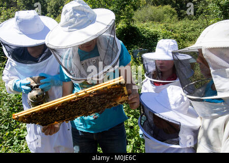 Bienenzucht: imker Öffnung in einem Bienenstock zu zeigen die Brut Kämme für Kinder Stockfoto