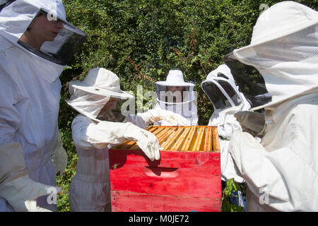 Bienenzucht: imker Öffnung in einem Bienenstock zu zeigen die Brut Kämme für Kinder Stockfoto