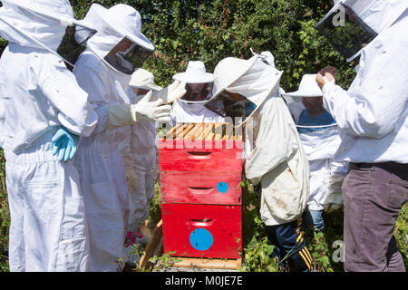 Bienenzucht: imker Öffnung in einem Bienenstock zu zeigen die Brut Kämme für Kinder Stockfoto