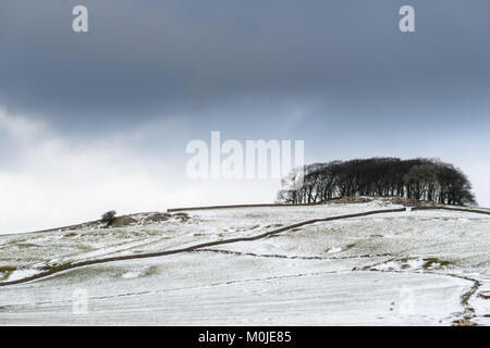 Ansicht einer Baumgruppe auf einem verschneiten Hügel am Alsop Moor im Peak District, Derbyshire, England, an einem kalten Wintertag. Stockfoto