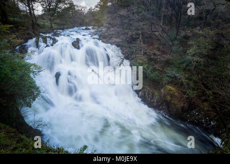 Swallow Falls ist die Bezeichnung für den Rhaeadr Ewynnol, ein Vielfaches Wasserfall System in Wales, auf der Afon Llugwy in der Nähe von Betws-y-Coed, in Conwy County B Stockfoto