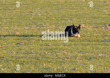 Ein Border Collie Schäferhund liegend im Gras in Schottland. Stockfoto
