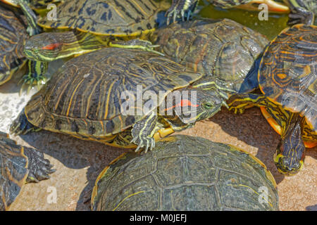 Hermann Landschildkröten (Testudo hermanni) Stockfoto