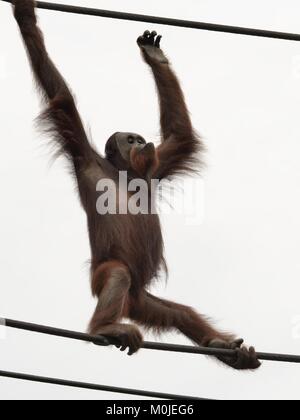 Bornesischen Orang-utan in der Gefangenschaft in Busch Gardens, Tampa Bay, Florida, USA Stockfoto