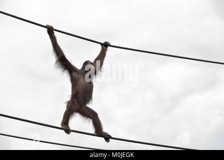 Bornesischen Orang-utan in der Gefangenschaft in Busch Gardens, Tampa Bay, Florida, USA Stockfoto