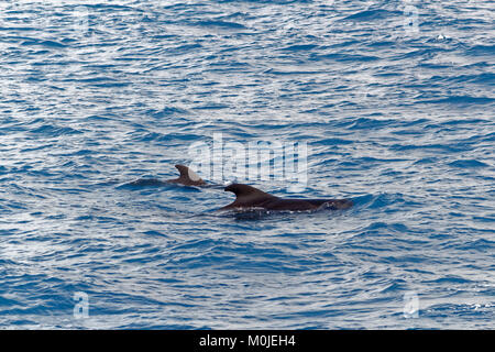 Pod-gerippte Grindwale und Baby Kalb. Stockfoto