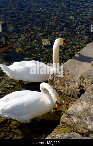 Mute Swans (Cygnus olar) auf dem Fluss Coln in Bibury. Stockfoto
