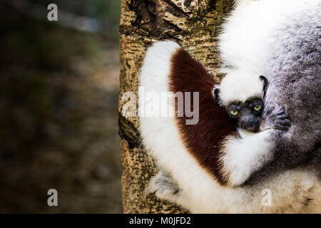 Ein Sifaka lemur Welpe fühlt sich sicher seine Mutter in einem Madagaskar finden sich umarmen Stockfoto