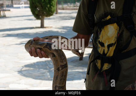 Boa madagascariensis, soll an Hand eines Trainers Stockfoto