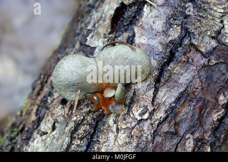 Spät oyster Mushroom, Panellus serotinus Stockfoto