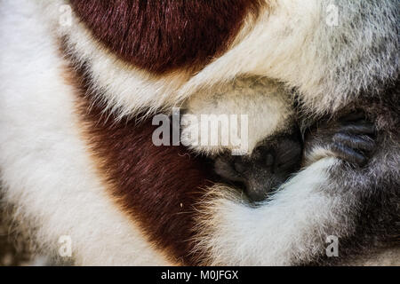 Ein Sifaka lemur Welpe schläft umarmte seine Mutter an Stockfoto