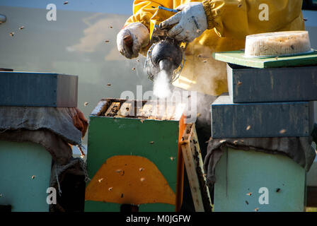 Ein Imker steuert den Honig mit Bienen Stockfoto