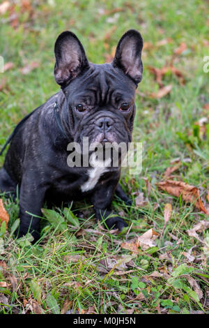 Die niedliche Französische Bulldogge im Herbst im Gras Stockfoto