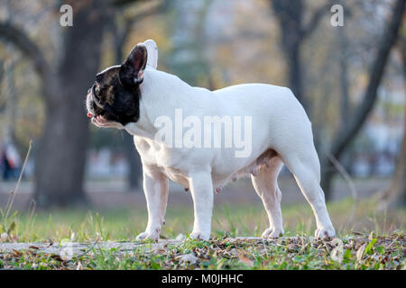 Die niedliche Französische Bulldogge im Herbst im Gras Stockfoto