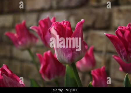 Schöne Tulpe Blume im Garten Stockfoto