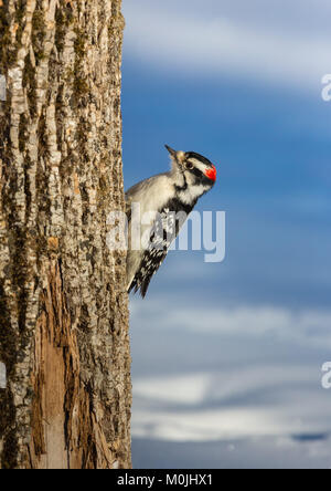 Männliche Downy Woodpecker in Nordwisconsin. Stockfoto