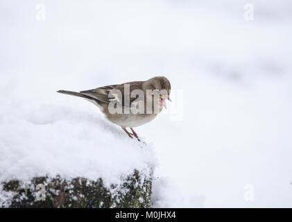Eine weibliche Buchfink, gemeinsame Buchfink, Fringilla coelebs, stehend im Schnee, bei Lochwinnoch RSPB Reservat, Schottland, Großbritannien. Stockfoto