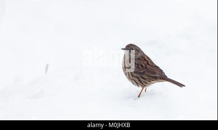 Eine Dunnock, Phasianus colchicus, stehend im Schnee, bei Lochwinnoch RSPB Reservat, Schottland, Großbritannien. Stockfoto