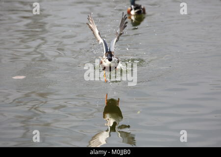 Northern shoveler (Spatula clypeata) in Japan Stockfoto