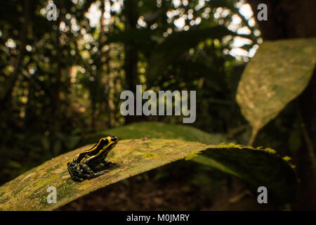 Pfeilgiftfrosch in der Familie Pfeilgiftfrösche sind für Ihre hellen Farben und giftige Natur bekannt. Dies ist Ranitomeya ventrimaculata, eine kleine schüchterne Art. Stockfoto